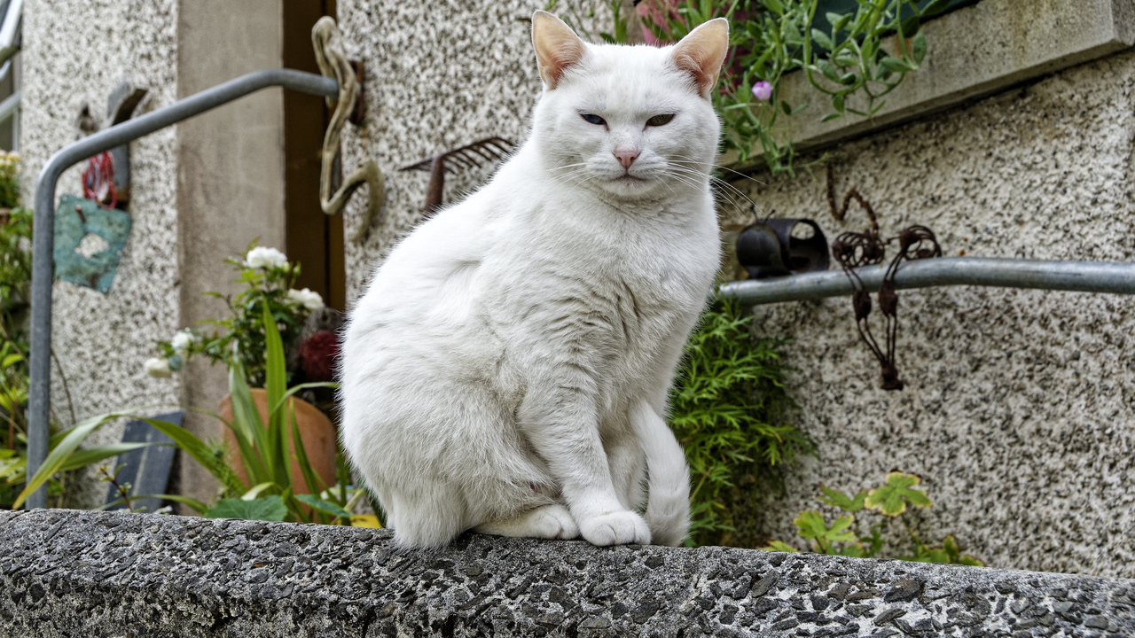 20230726 161246•Stromness•Orkney•Scotland•UK